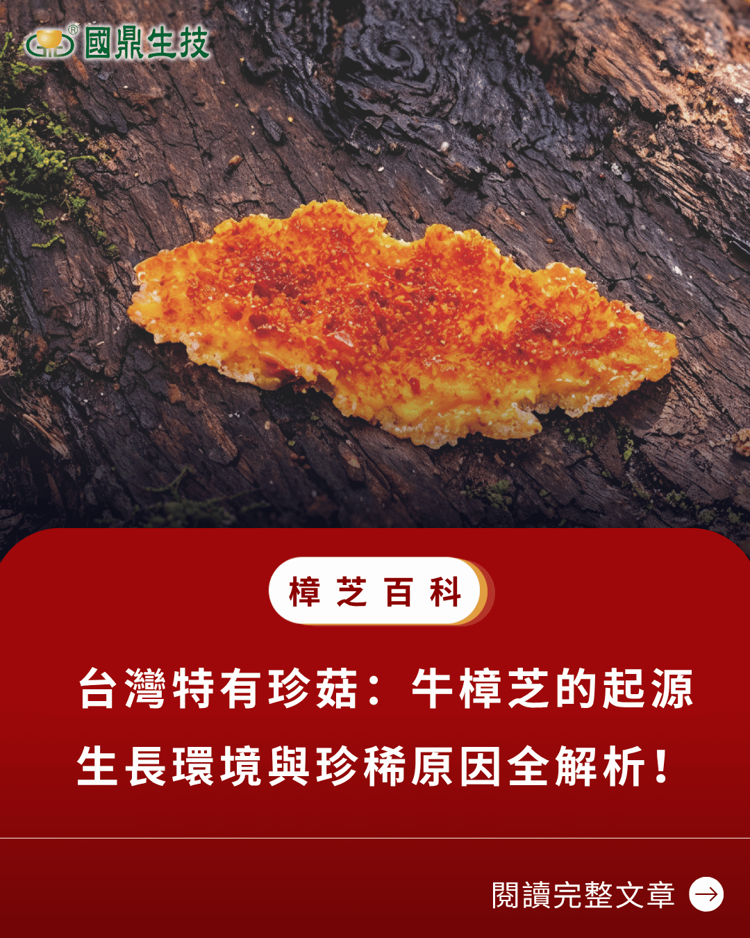 台灣特有珍菇：牛樟芝的起源、生長環境與珍稀原因全解析！
