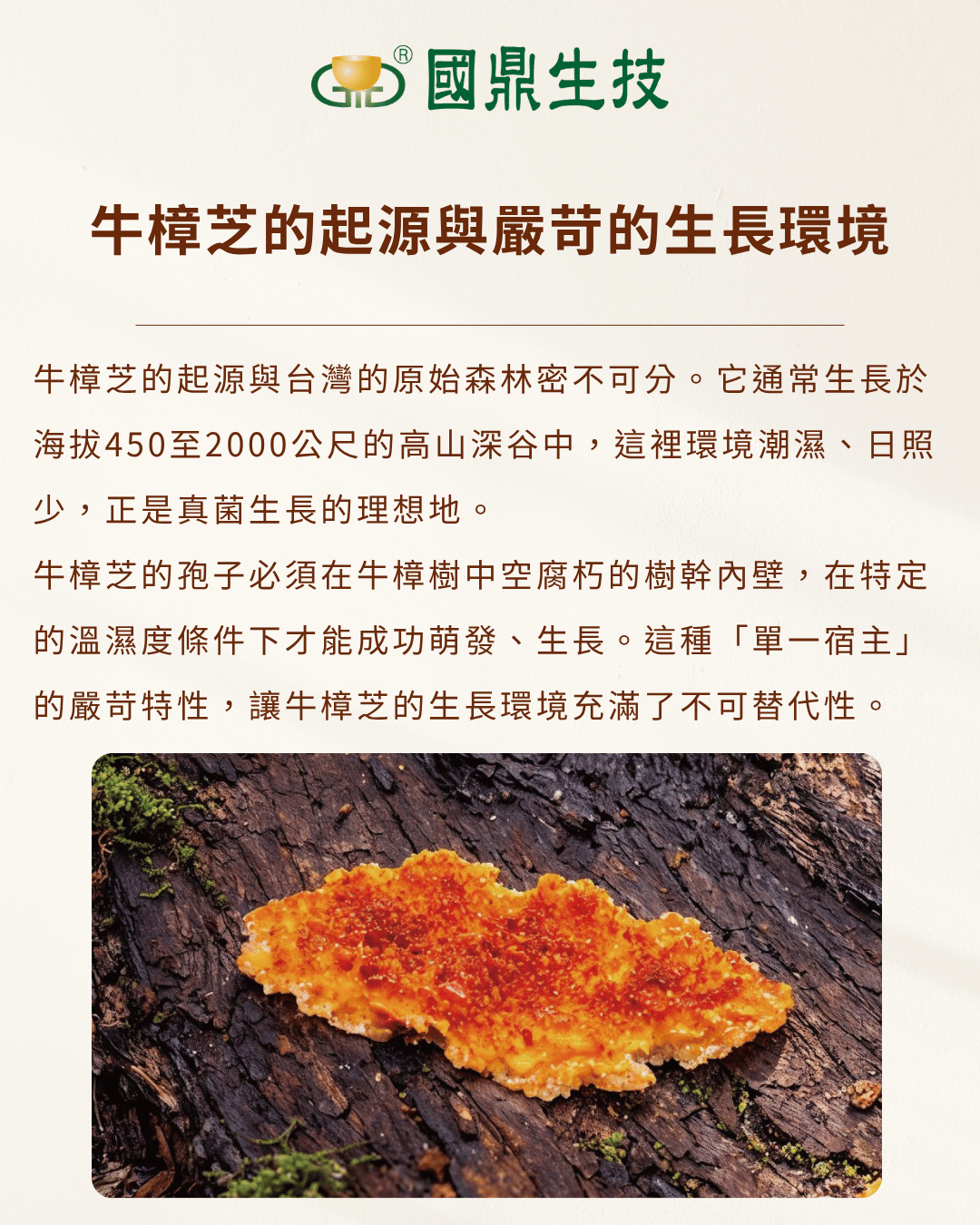 牛樟芝的起源與嚴苛的生長環境