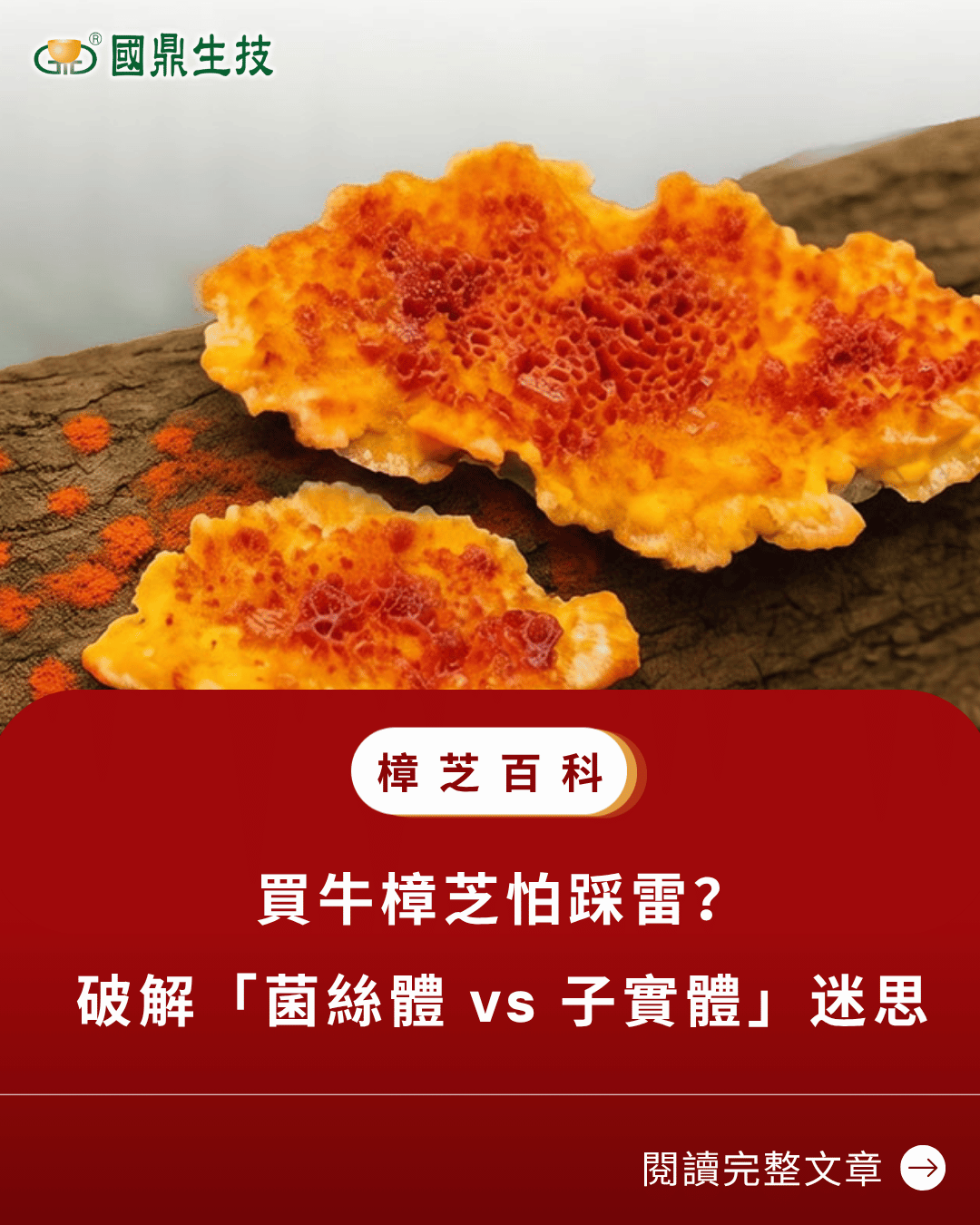 買牛樟芝怕踩雷？破解「菌絲體 vs 子實體」迷思
