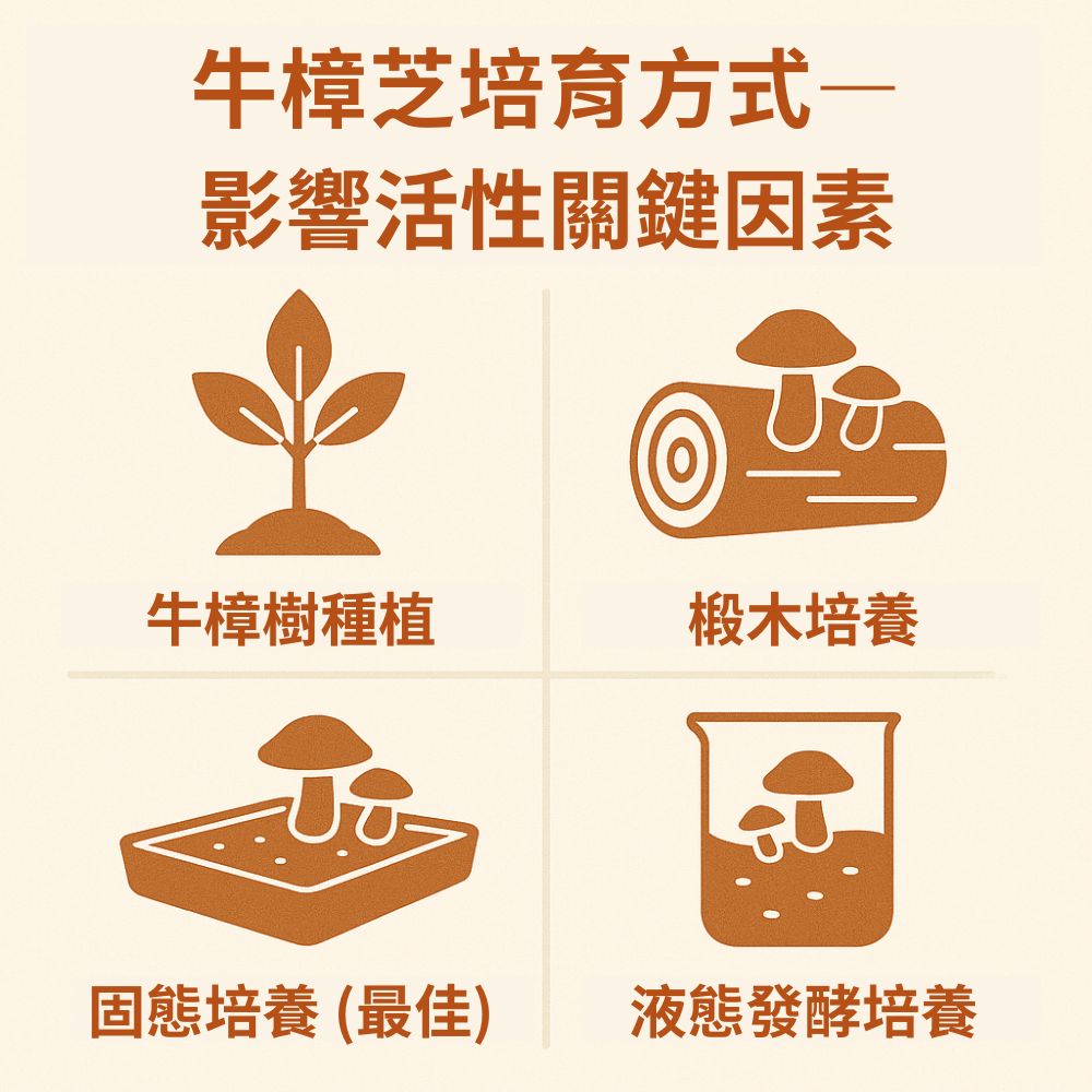 牛樟芝培育方式