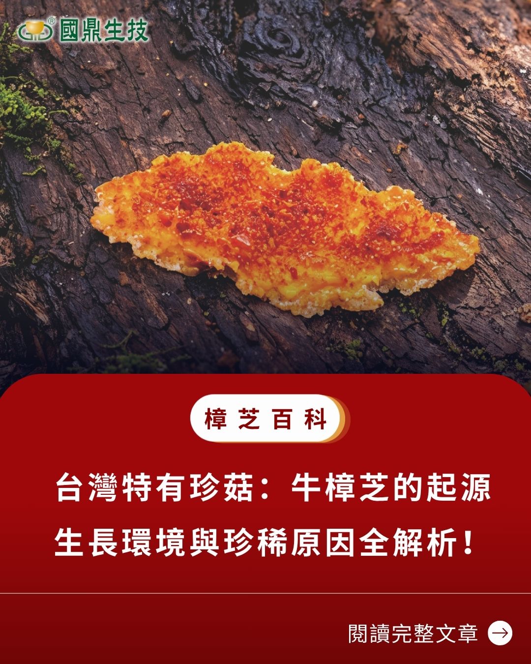 說明什麼是牛樟芝，內容包含其學名、別稱，並強調其為台灣特有森林紅寶石，富含三萜類與多醣體等活性成分。