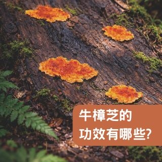 牛樟芝的功效有哪些？為什麼常被認為與肝臟健康有關？
