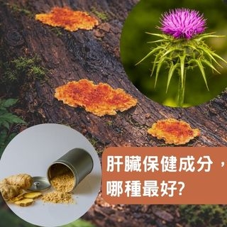 肝臟保健成分，選哪一種最好?
