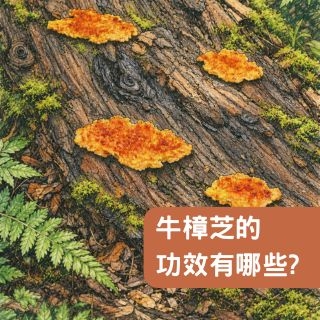 牛樟芝的功效有哪些？為什麼常被認為與肝臟健康有關？