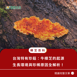 台灣特有珍菇：牛樟芝的起源、生長環境與珍稀原因全解析！