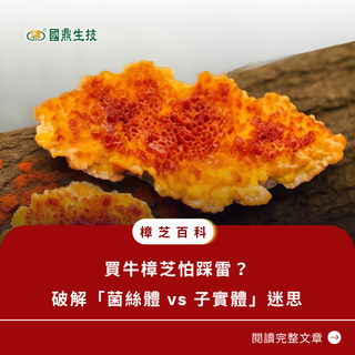 買牛樟芝怕踩雷？破解「菌絲體 vs 子實體」迷思，這 4 個安全證據才是關鍵！